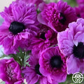 Levante Fucsia