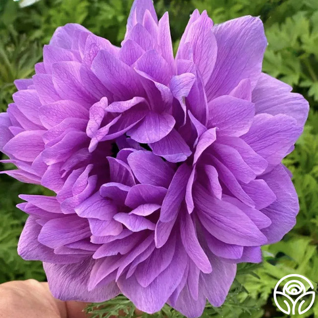 Levante Fucsia