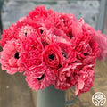 Levante Rosa