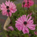 Levante Fuchsia