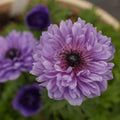 Levante Blue