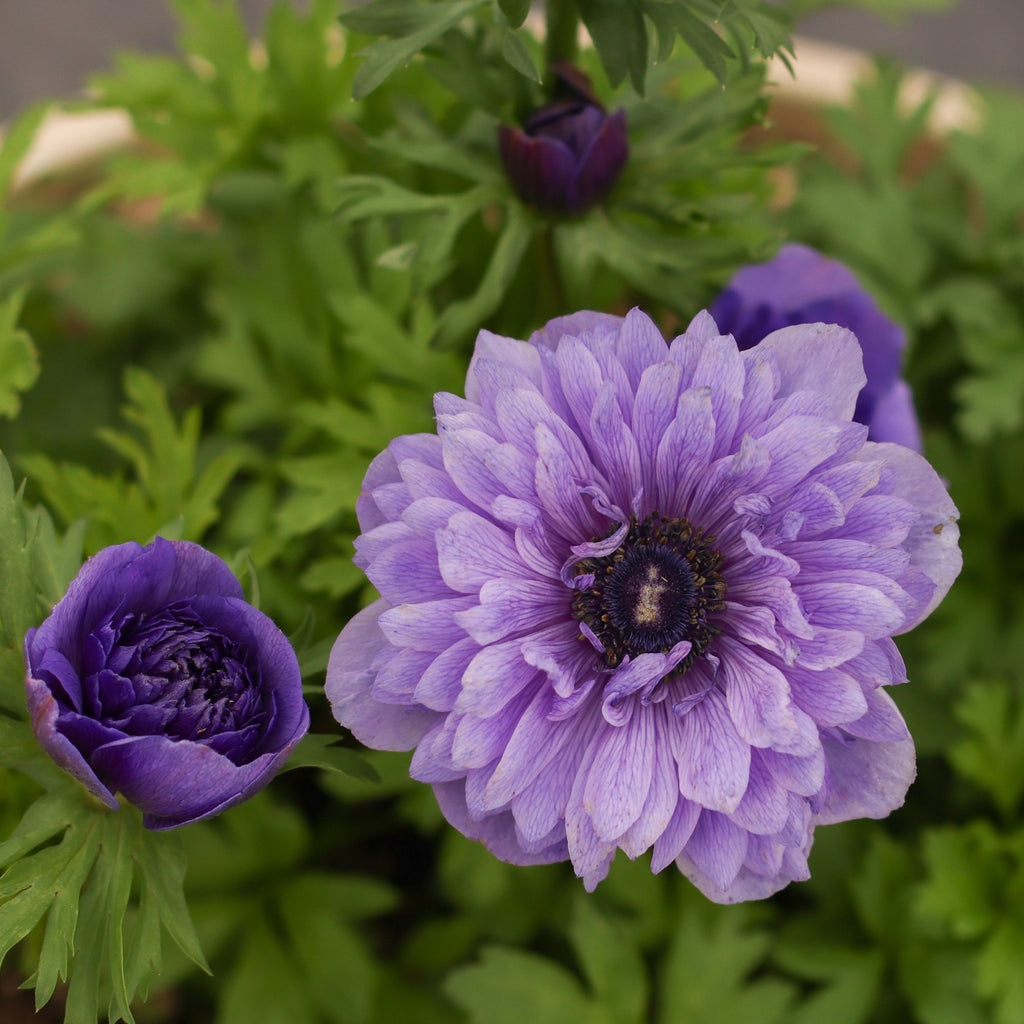 Levante Blue