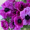 Levante Fuchsia