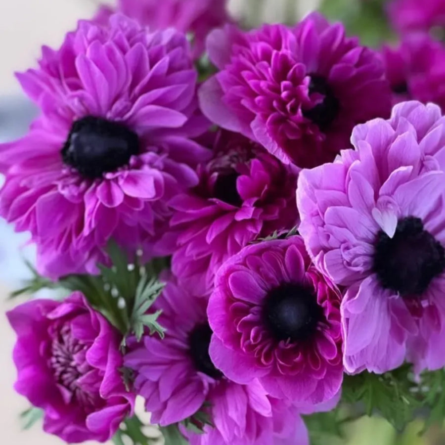 Levante Fuchsia