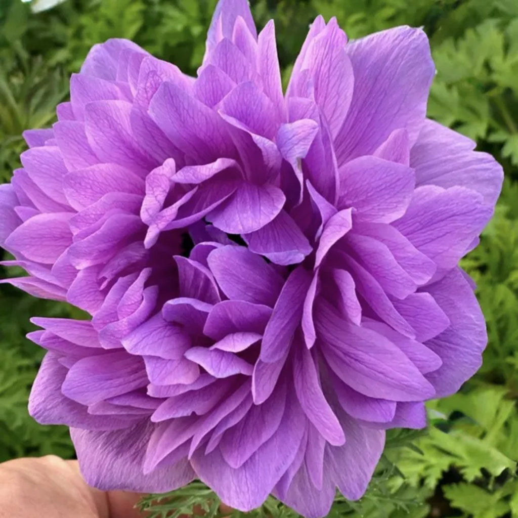 Levante Fuchsia