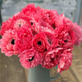 Levante Rosa