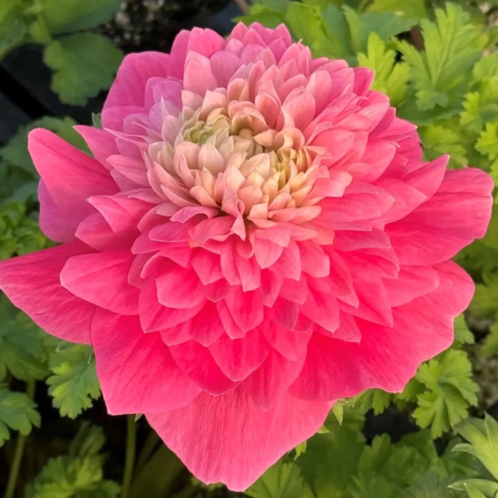 Levante Rosa