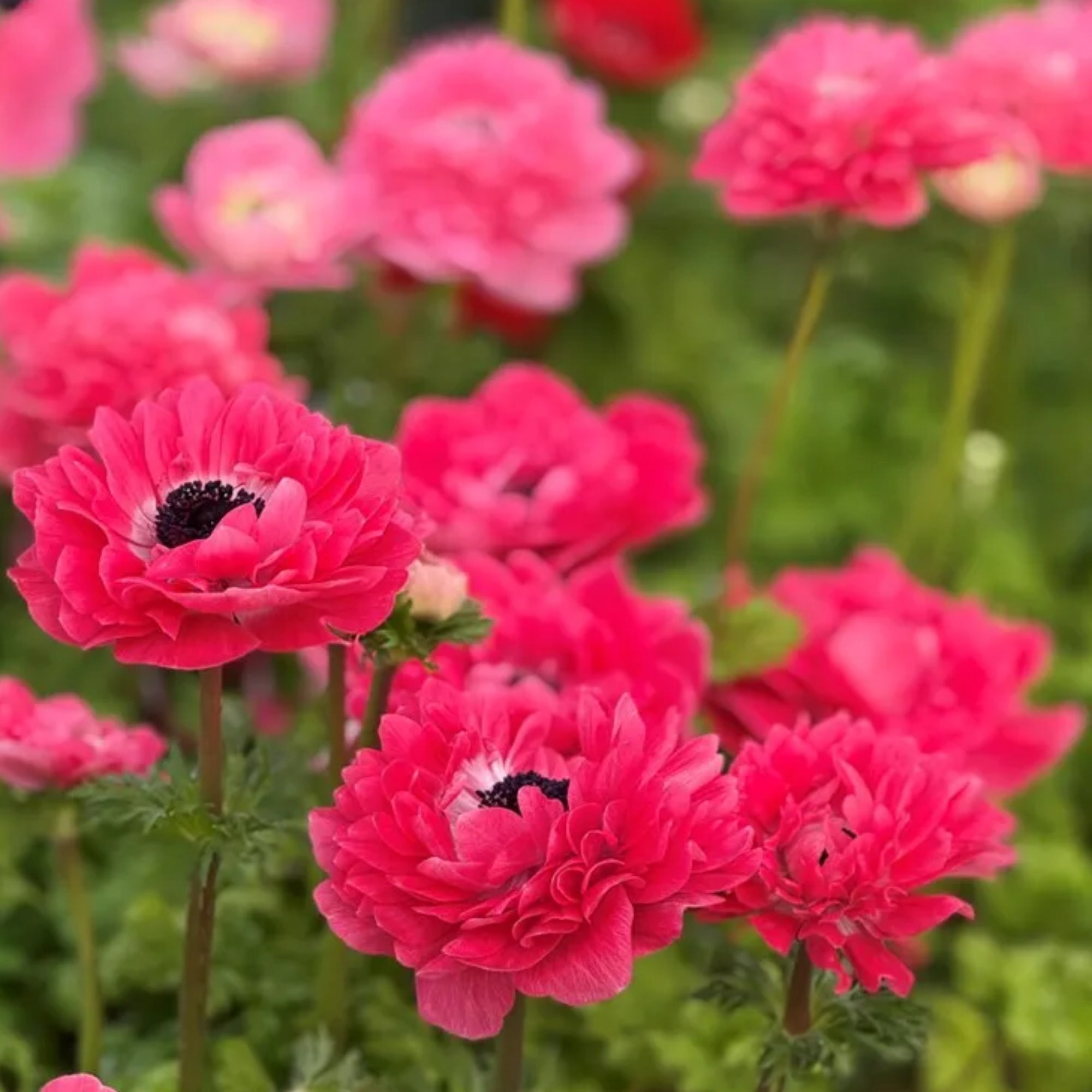 Levante Rosa