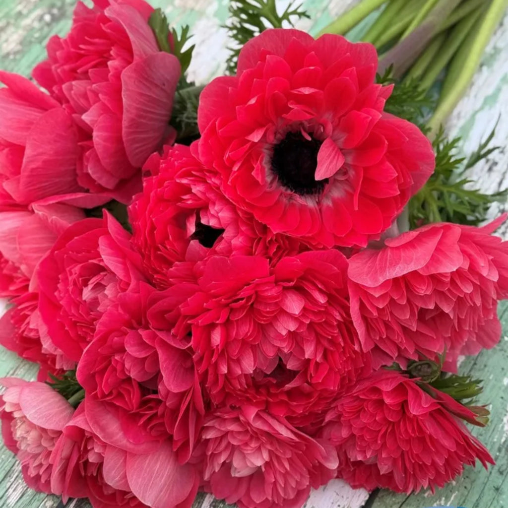 Levante Rosa