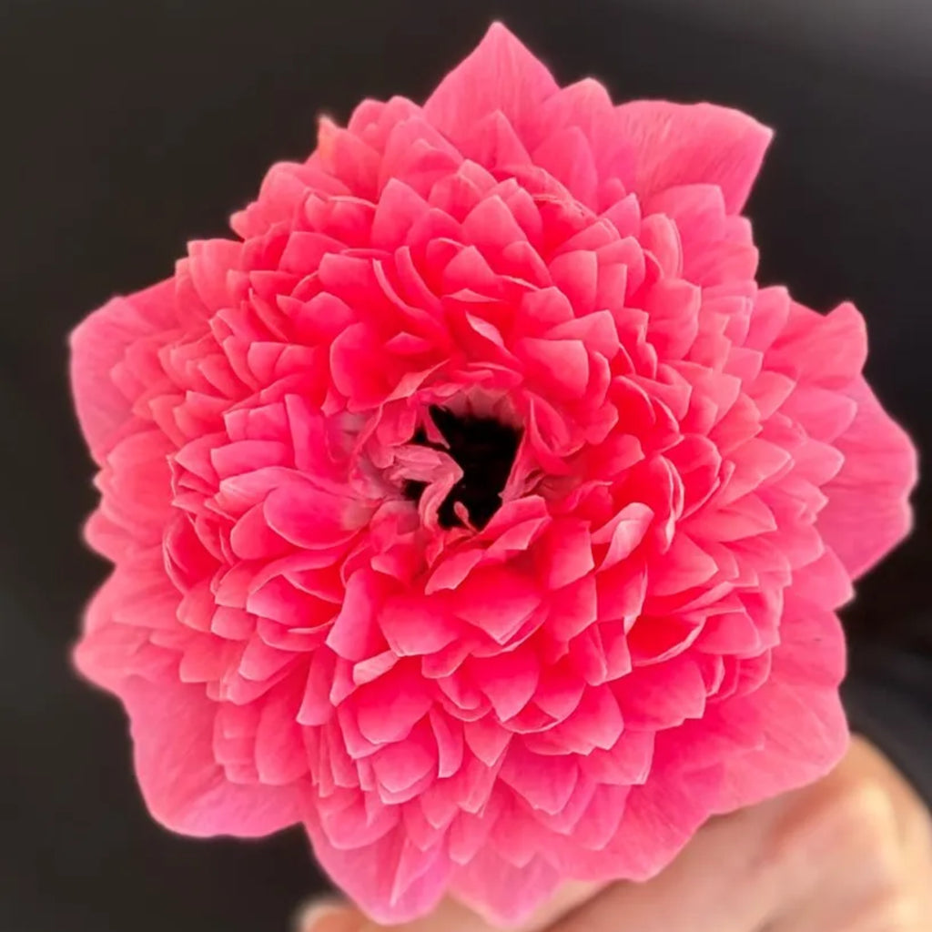 Levante Rosa