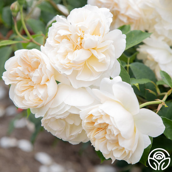 Lichfield Angel David Austin Rose | Heirloom Roses