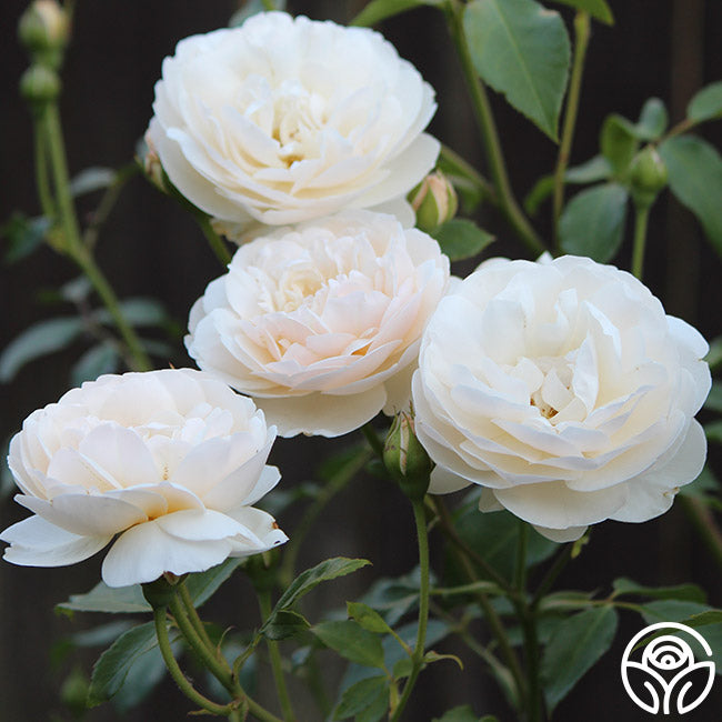 ローズクォーツ♡シトリン♡アベンチュリン♡魔法ワンド♡No.2415 Lichfield Angel David Austin Rose | Heirloom Roses