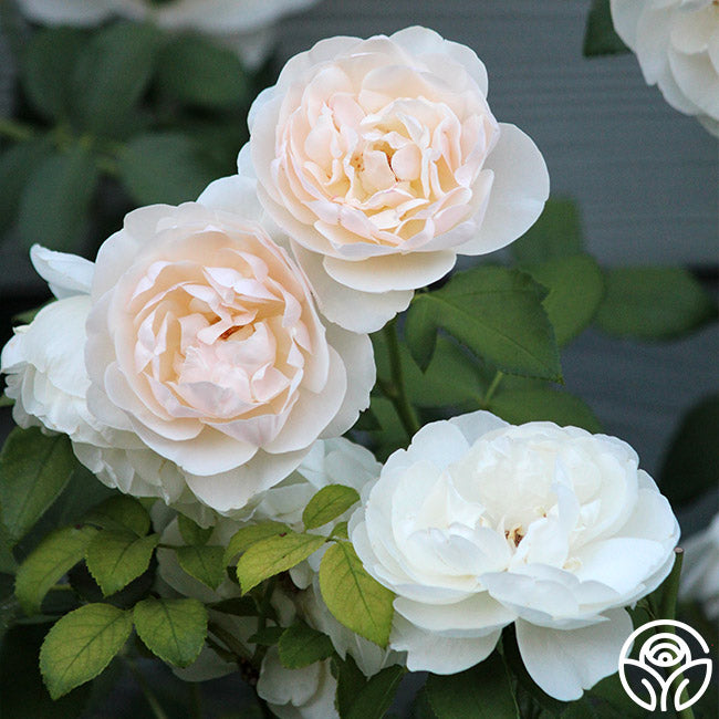Lichfield Angel David Austin Rose | Heirloom Roses