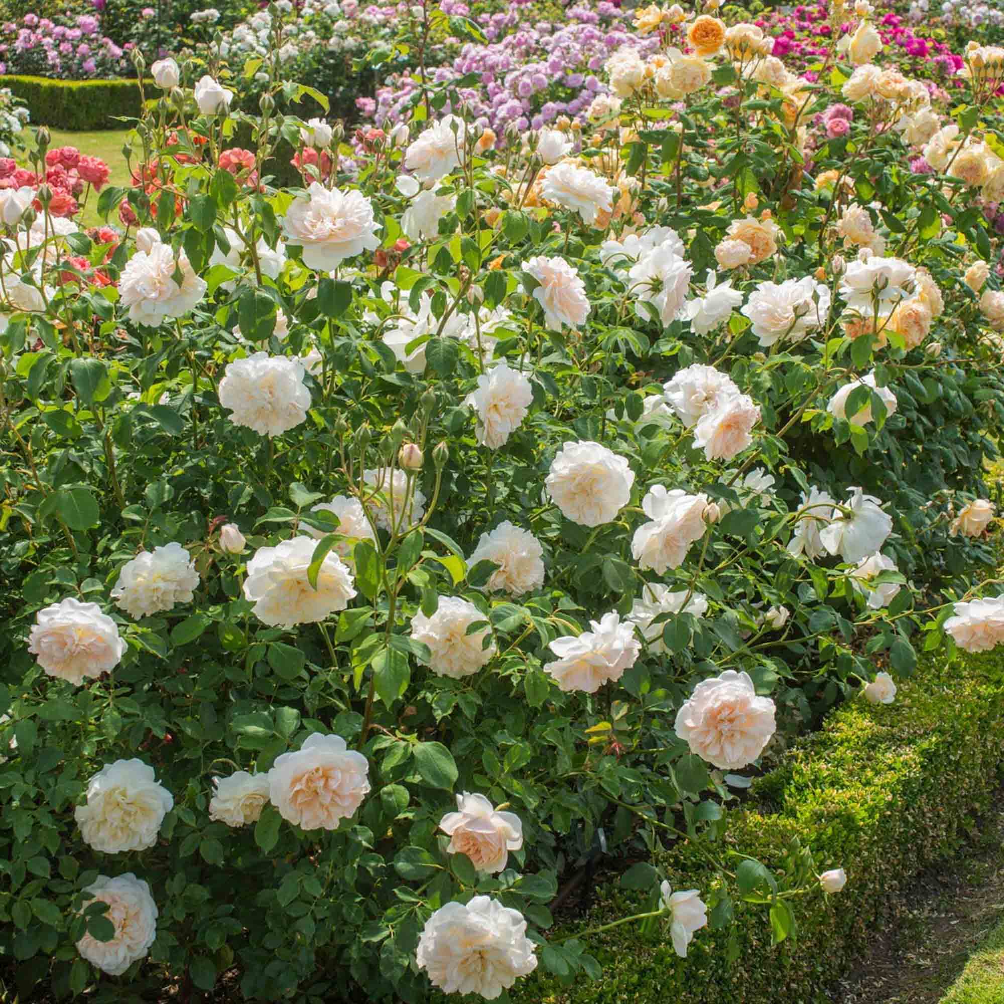 Lichfield Angel David Austin Rose | Heirloom Roses