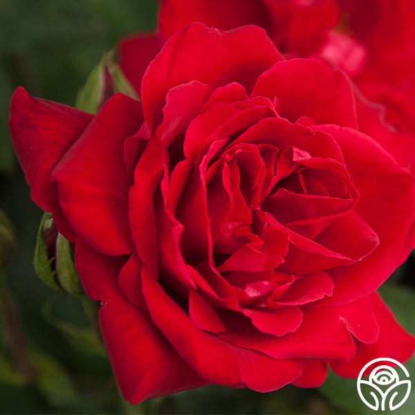 rose♡ sanaa-2.jpg