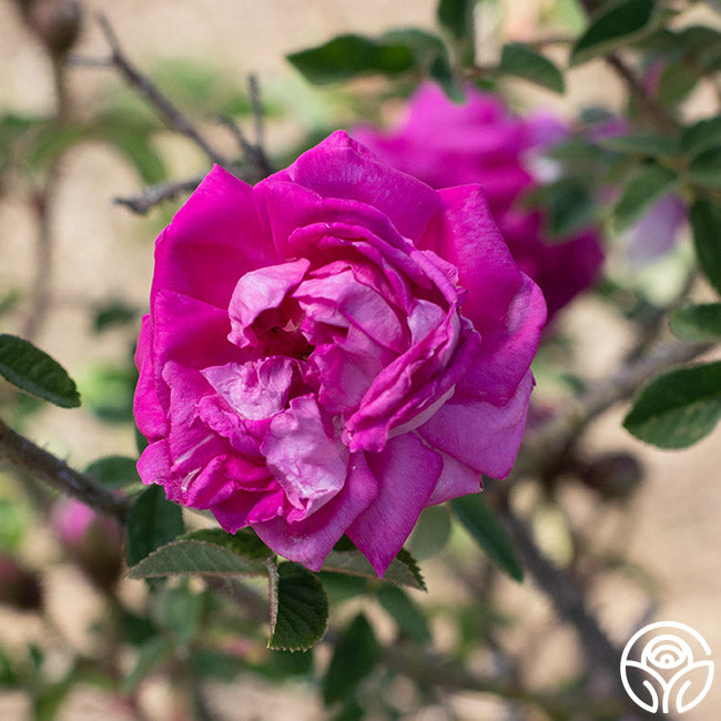Lilac Pink Moss Moss Rose | Pink Rose Bush – Heirloom