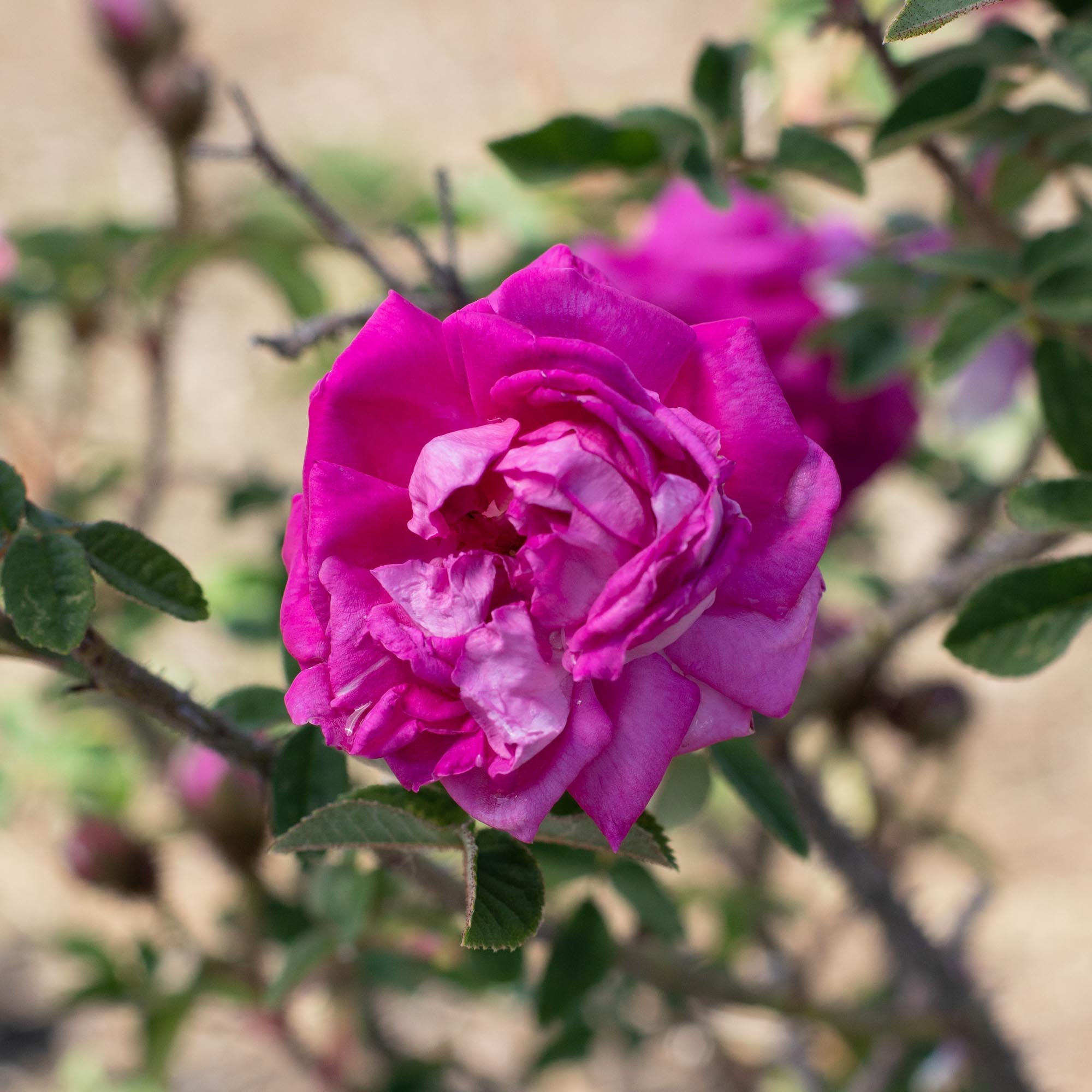 Lilac Pink Moss