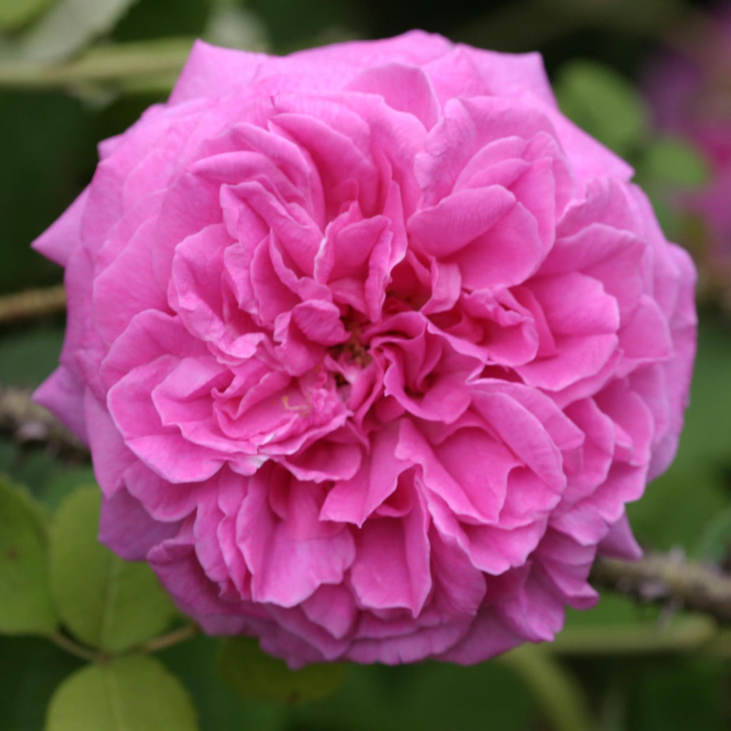 Lilac Pink Moss