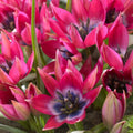 Humilis Little Beauty