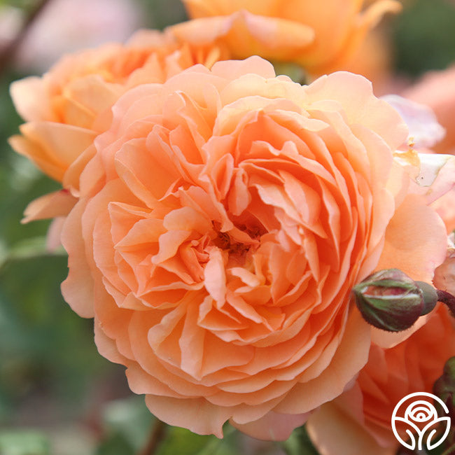 50th Anniversary Favorites Collection – Heirloom