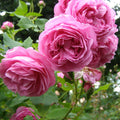 Louise Odier