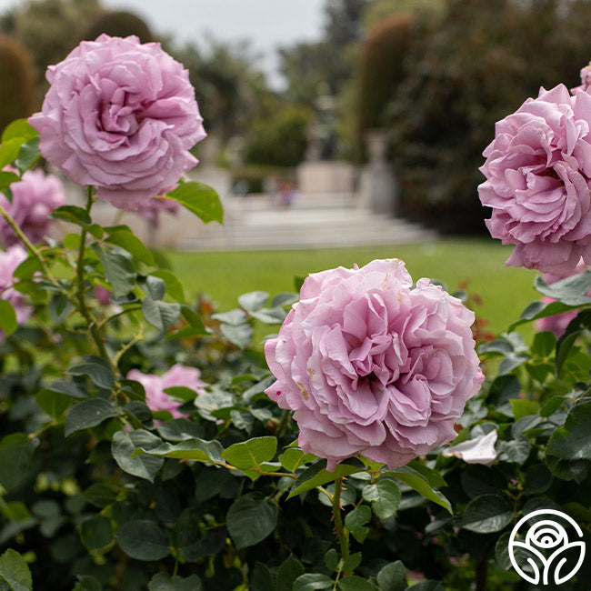 Love Song Rose - Floribunda - Moderately Fragrant – Heirloom Roses
