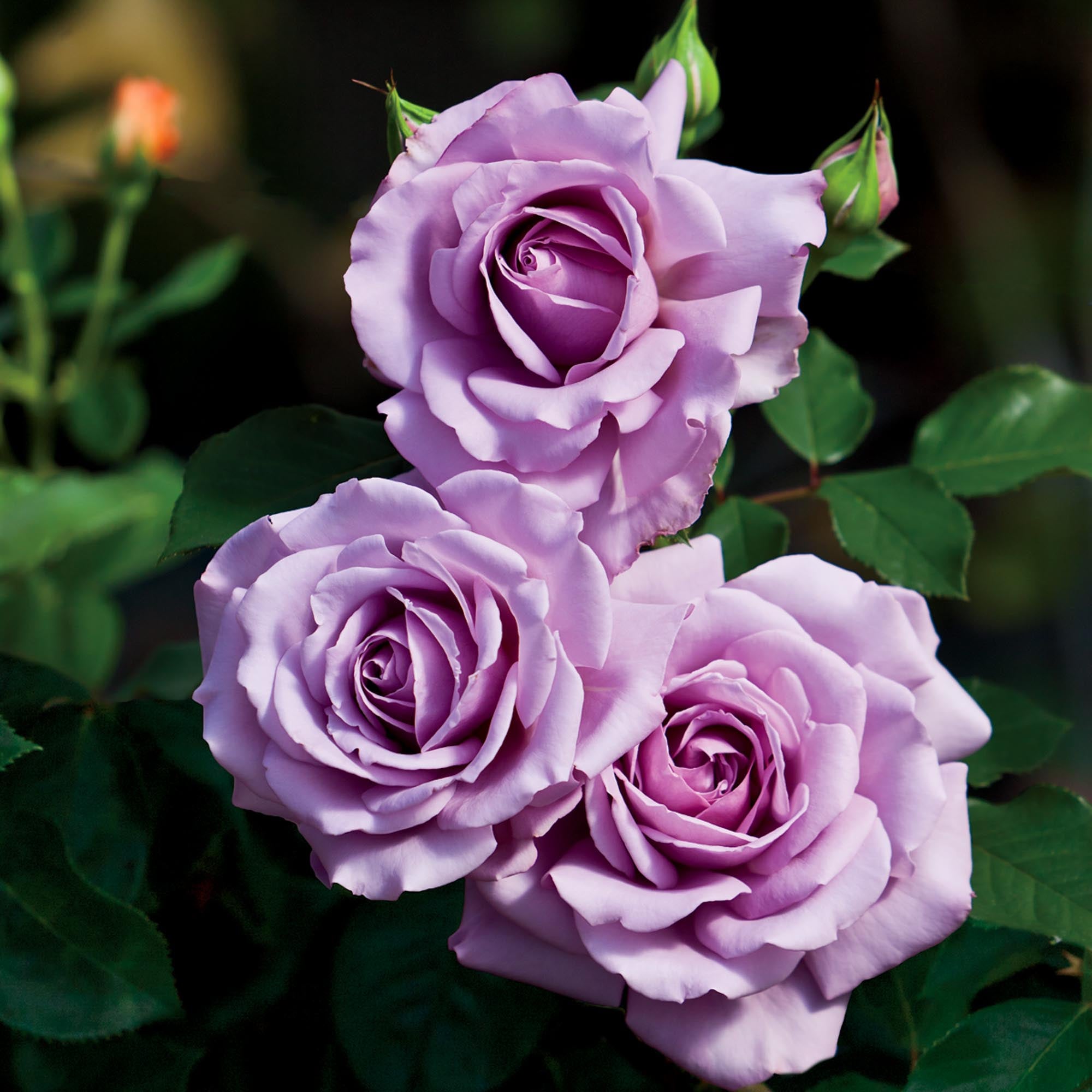 Love Song Floribunda Rose | Purple Rose Bush – Heirloom