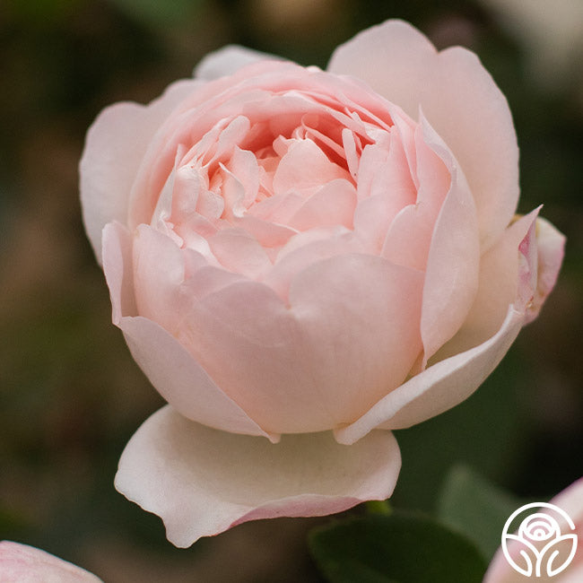 Lover's Blush Rose - Shrub - Very Fragrant – Heirloom Roses