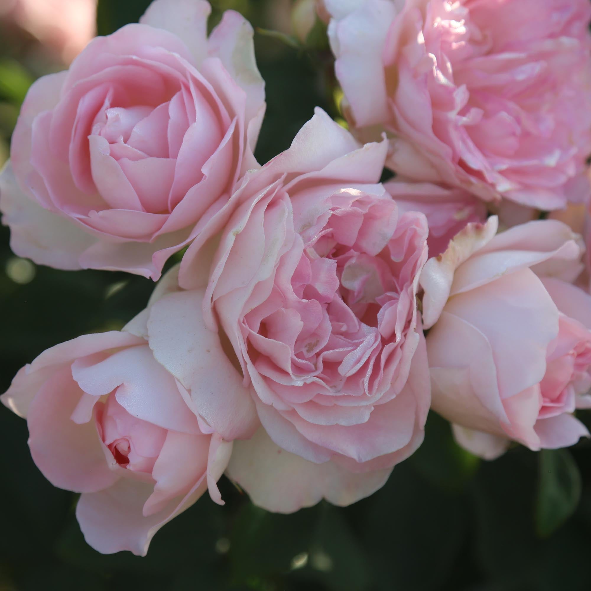 Lover's Blush™