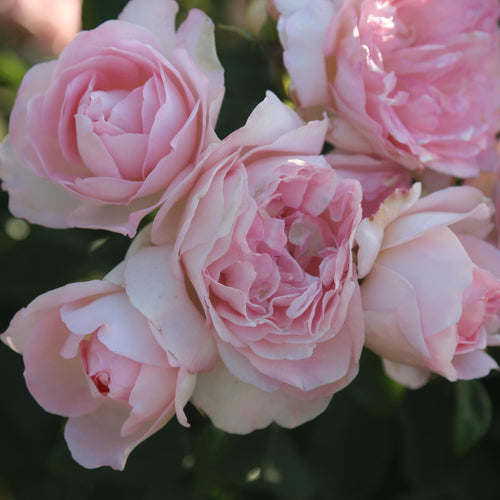 Lover's Blush™