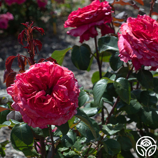 Loves Me, Loves Me Not™ – Heirloom Roses