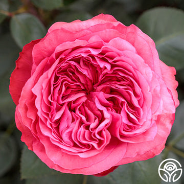 Arizona Rose - Grandiflora - Very Fragrant – Heirloom Roses