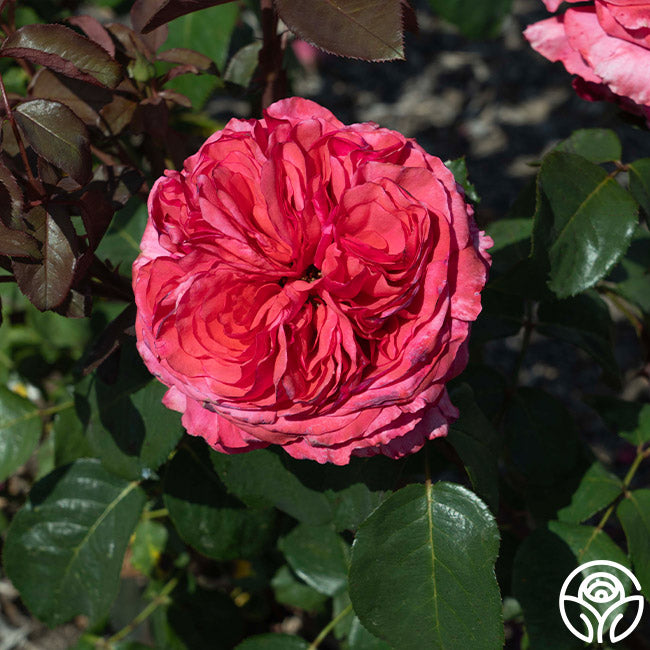 Loves Me, Loves Me Not™ – Heirloom Roses