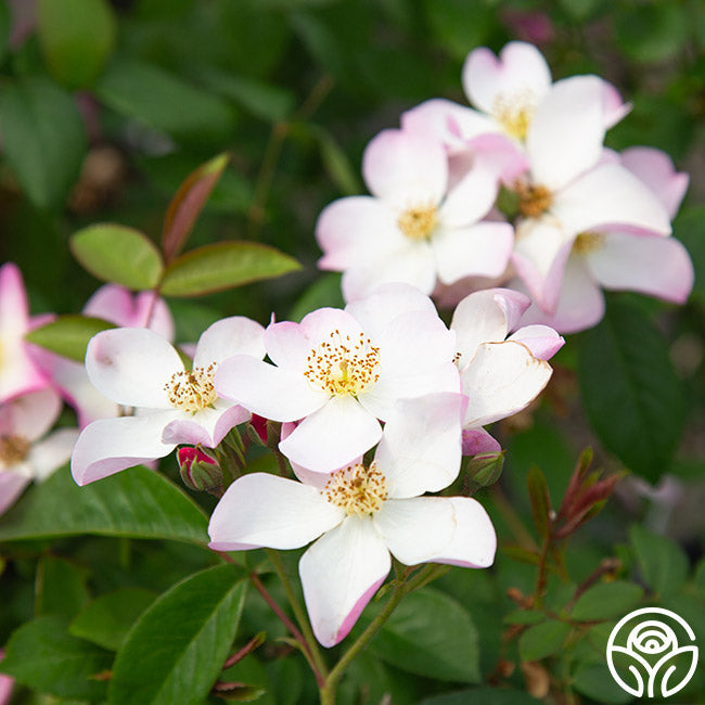 Lyda Rose Shrub Rose | Fragrant Rose Bush – Heirloom