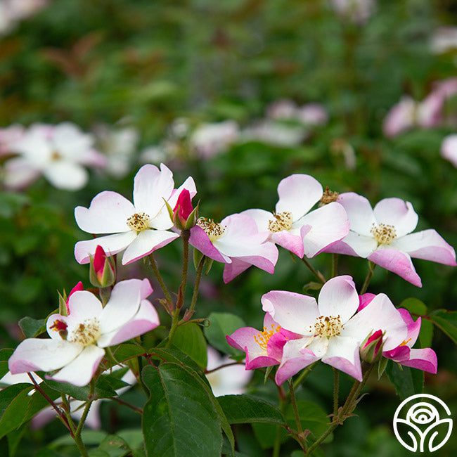 Lyda Rose Shrub Rose | Fragrant Rose Bush – Heirloom