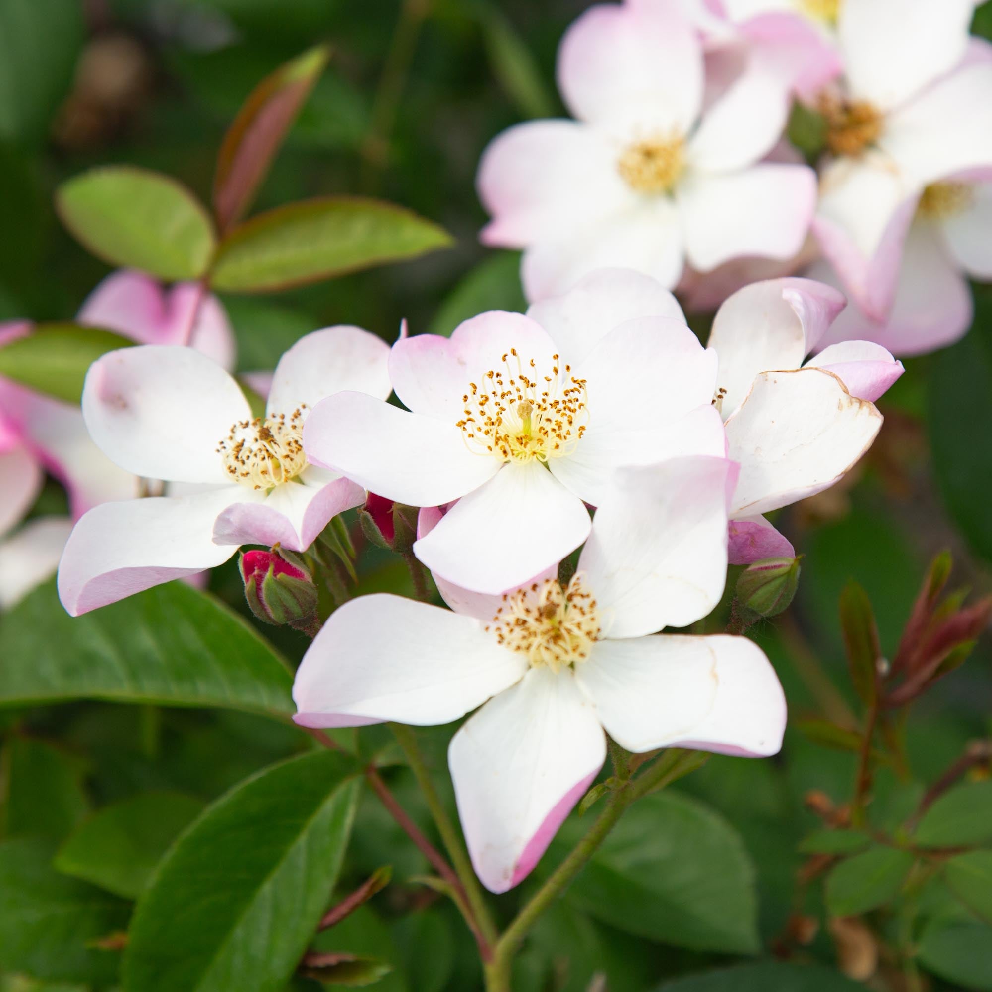 Lyda Rose Shrub Rose | Fragrant Rose Bush – Heirloom