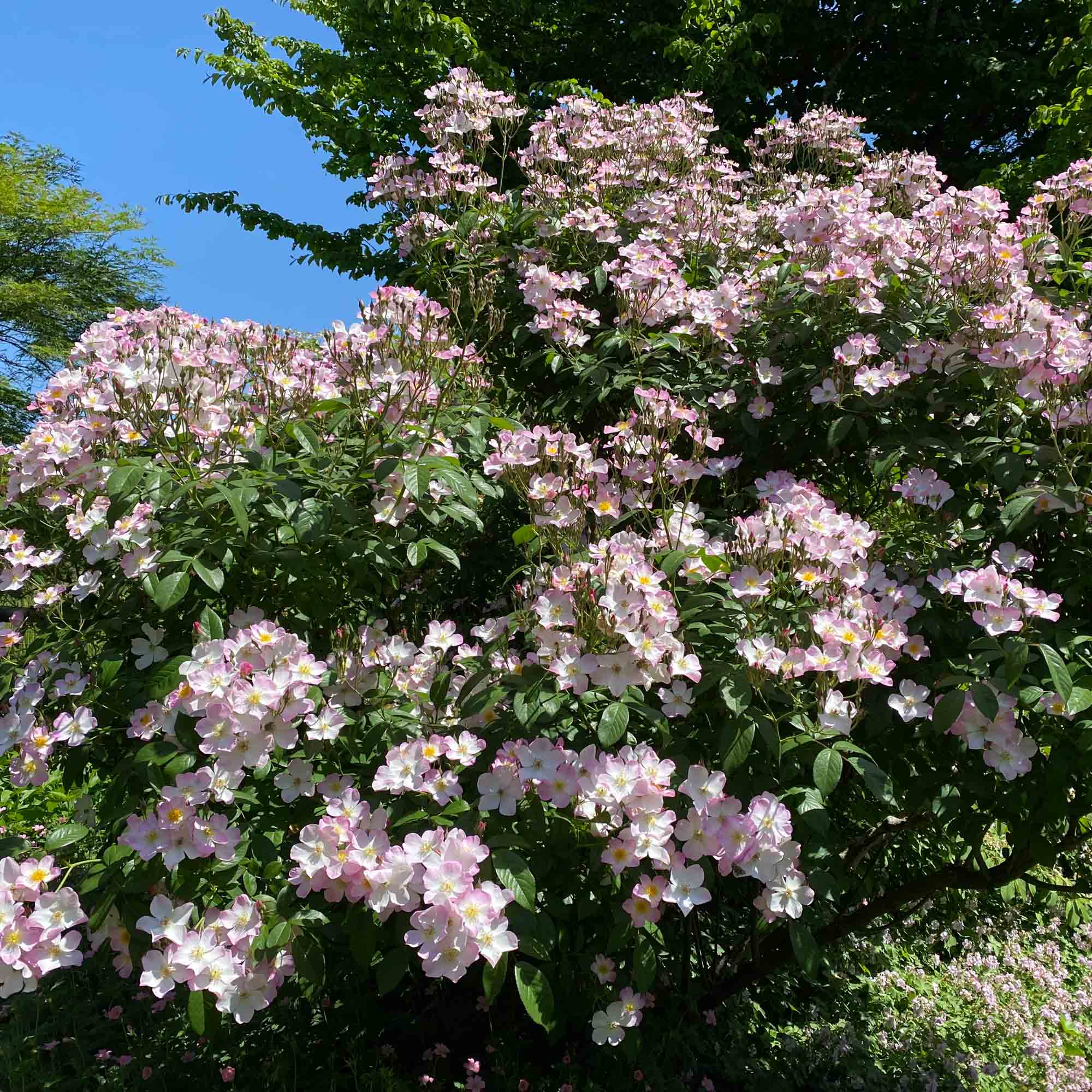 Lyda Rose Shrub Rose | Fragrant Rose Bush – Heirloom