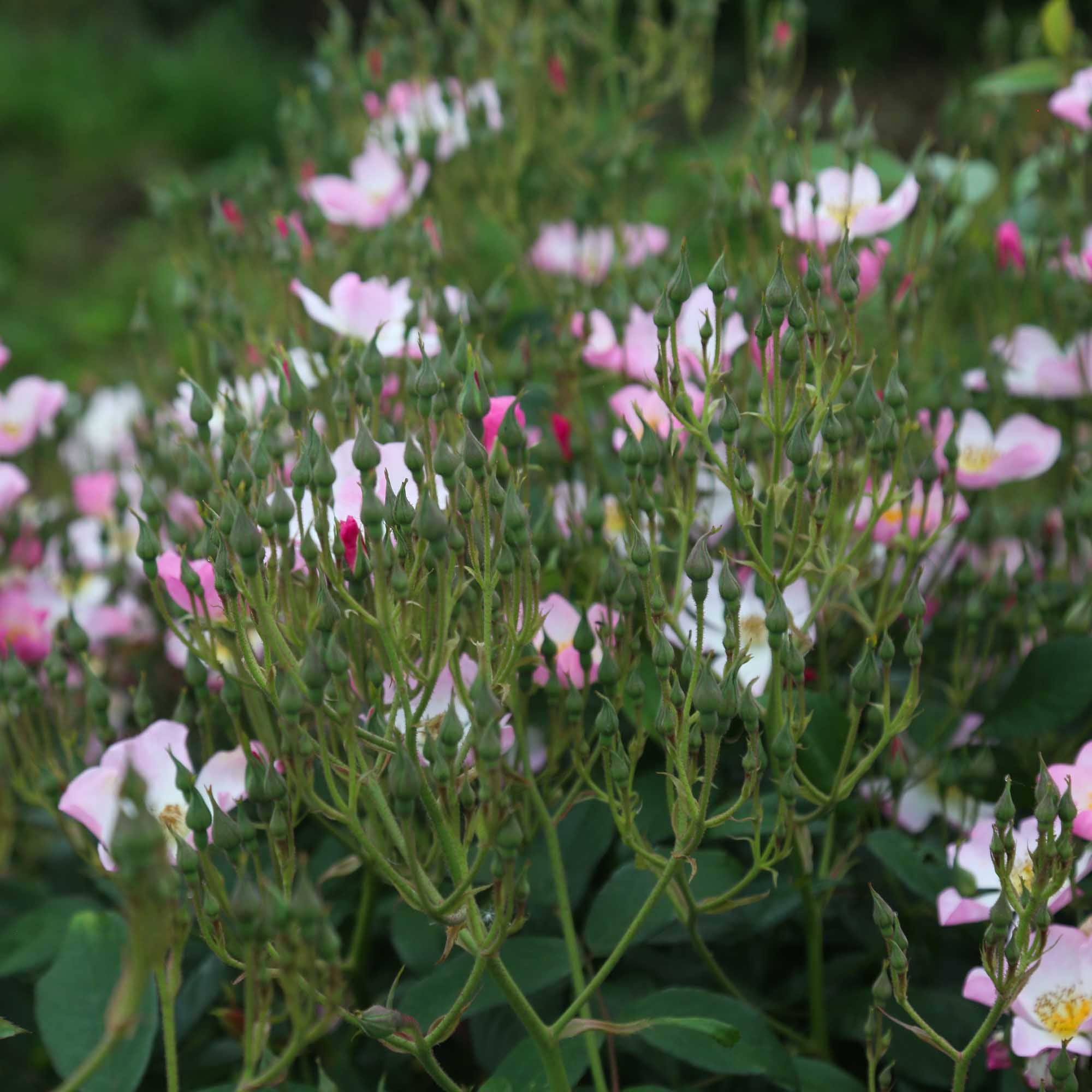Lyda Rose Shrub Rose | Fragrant Rose Bush – Heirloom