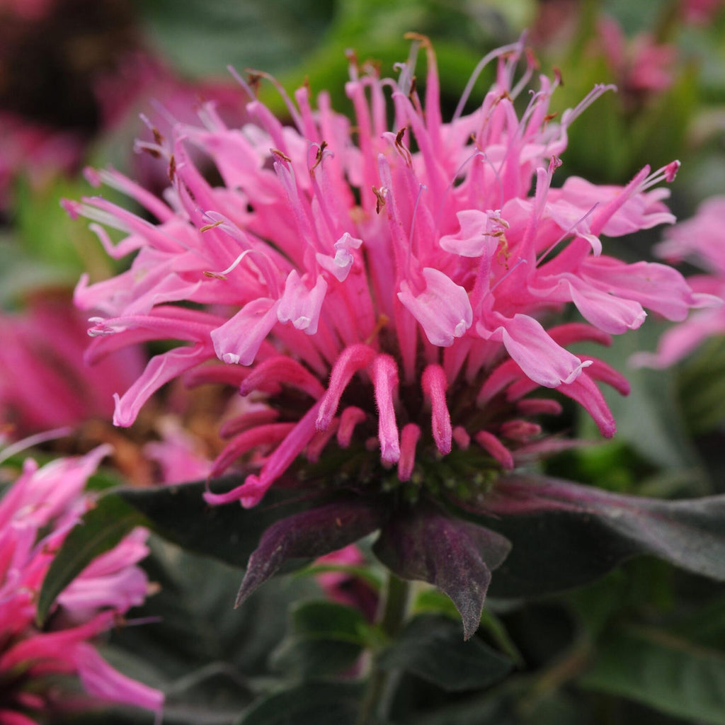Balmy Pink Monarda