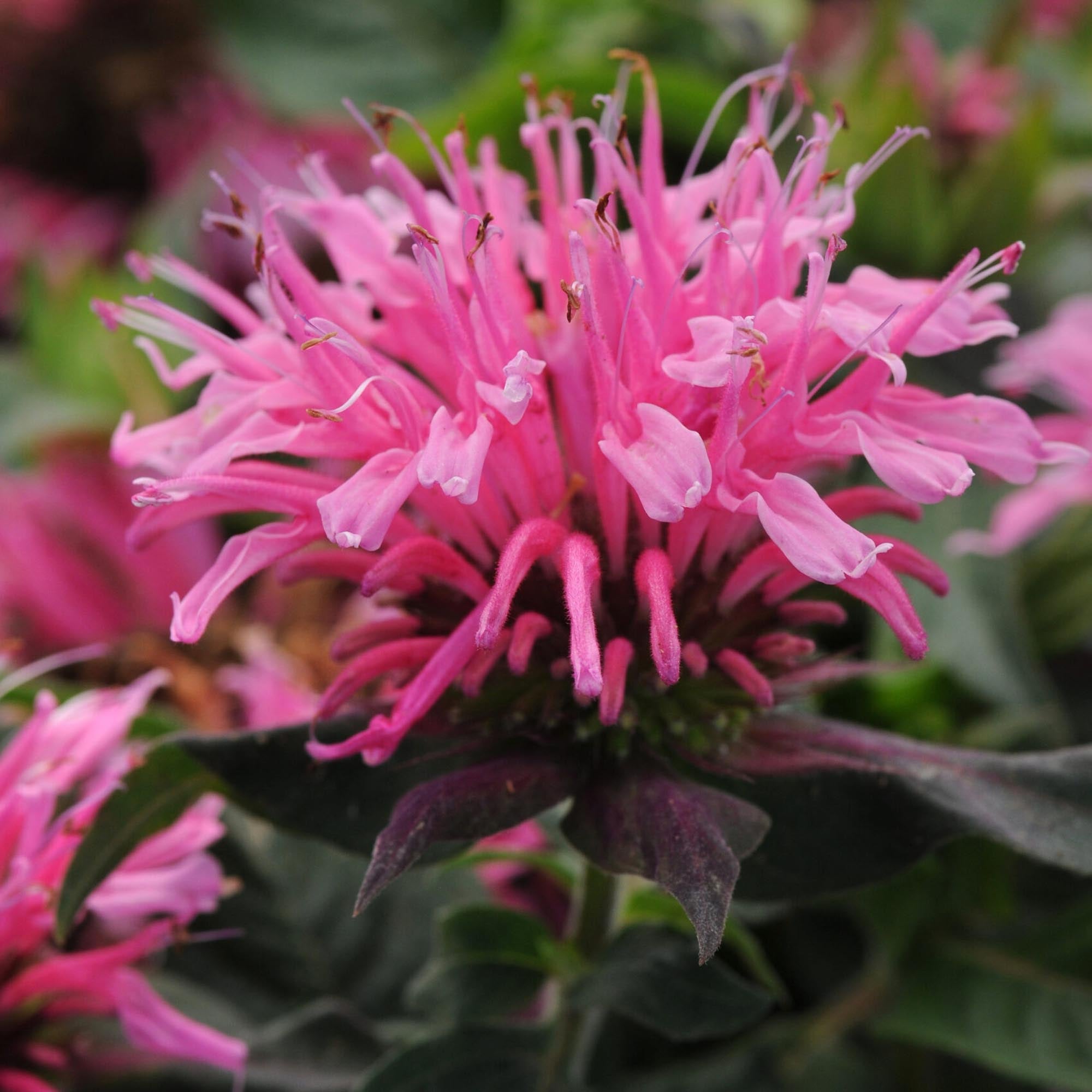 Balmy Pink Monarda