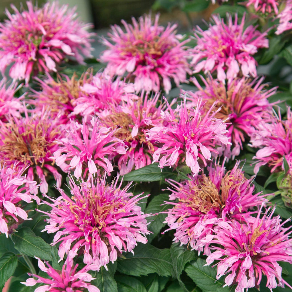 Balmy Pink Monarda