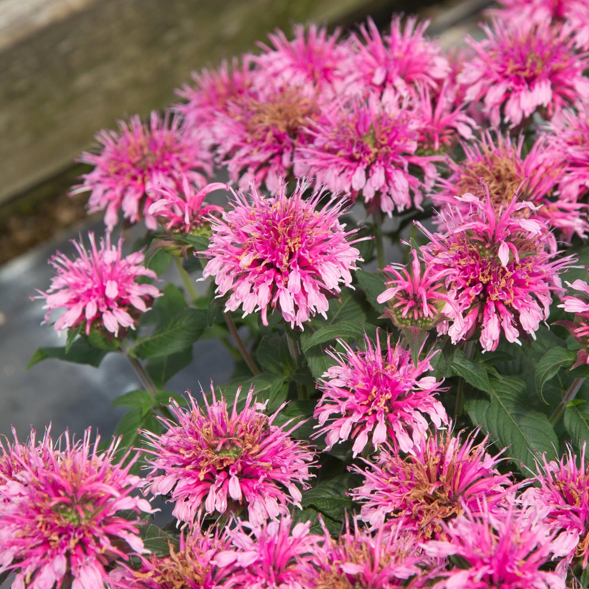 Balmy Pink Monarda