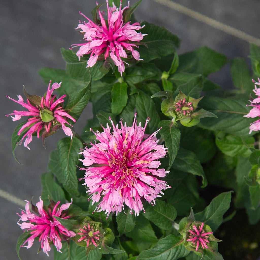 Balmy Pink Monarda