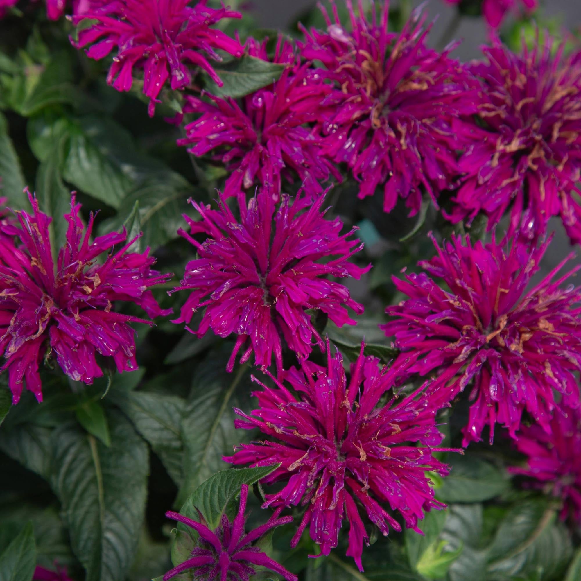 Monarda Sugar Buzz® Grape Gumball