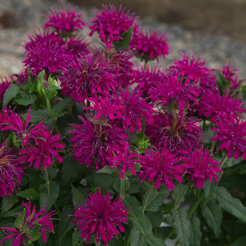 Monarda Sugar Buzz® Grape Gumball