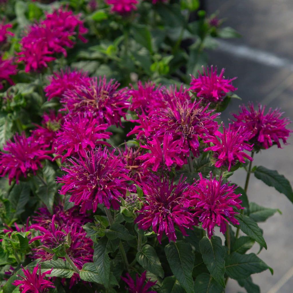 Monarda Sugar Buzz® Grape Gumball