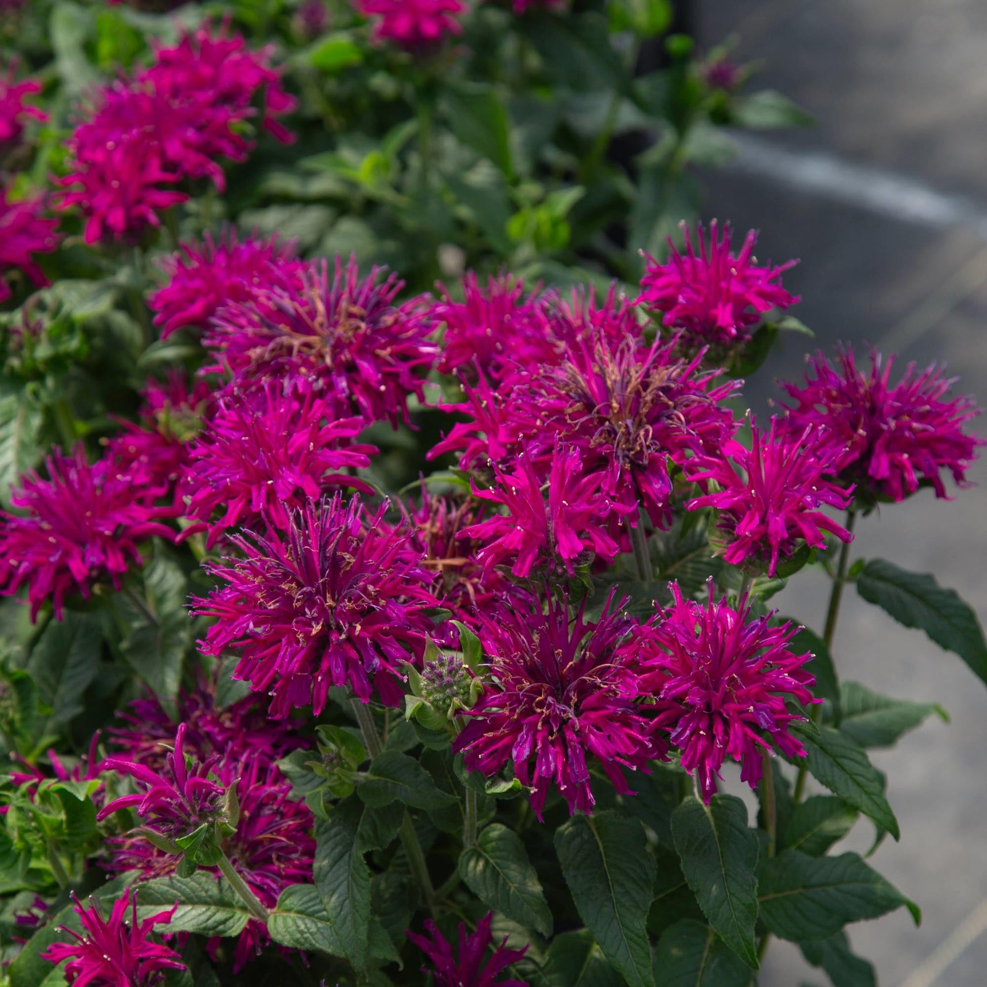 Monarda Sugar Buzz® Grape Gumball