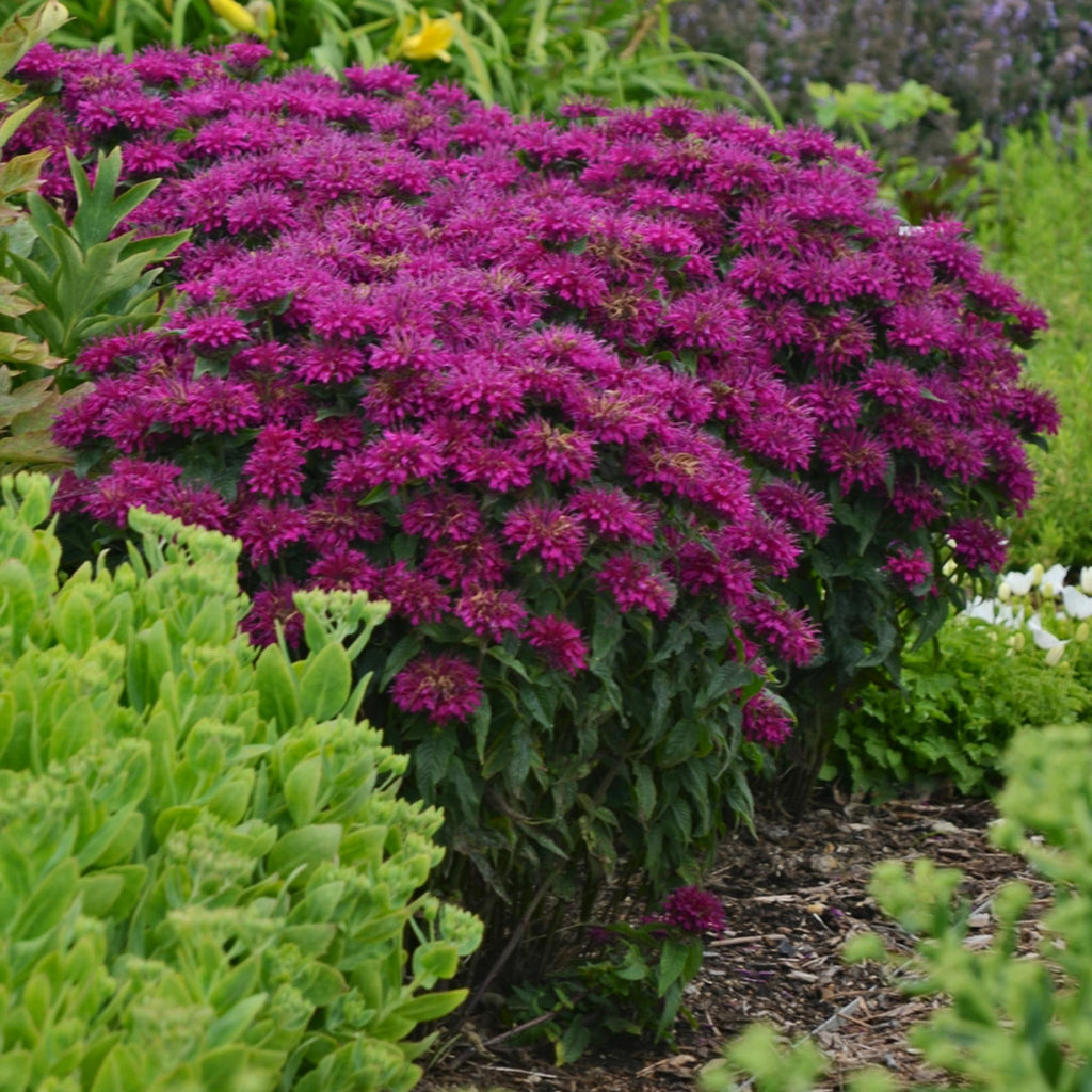 Monarda Sugar Buzz® Grape Gumball