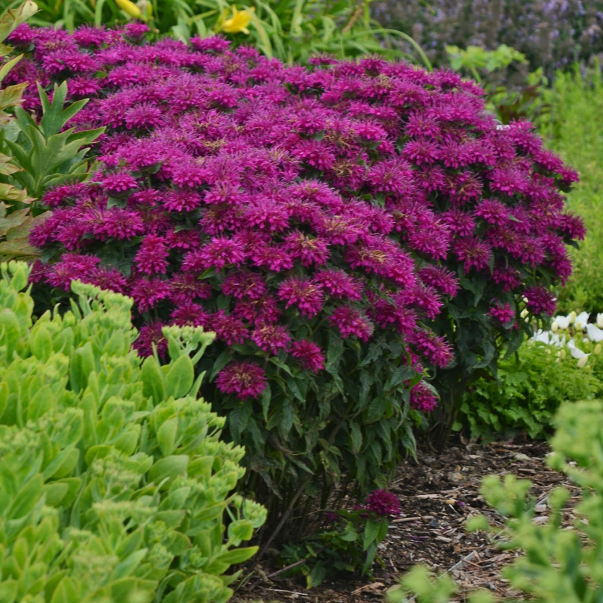 Monarda Sugar Buzz® Grape Gumball