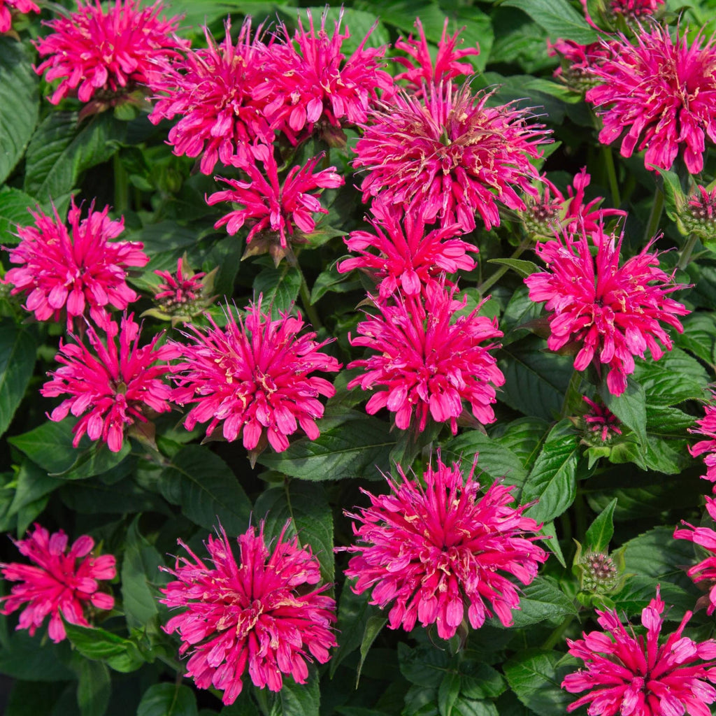 Monarda Balmy™ Rose